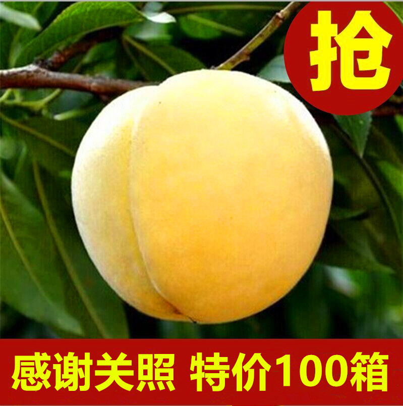 10 Gift box packaging Yanling Alpine green Organic The original ecology Diaphana Super Deliver goodsin the Aquatic meat/Fresh fruits and vegetables/Cooked , Fresh fruit , Peach category - from Buy2taobao.com to provide professional Taobao agent buy service