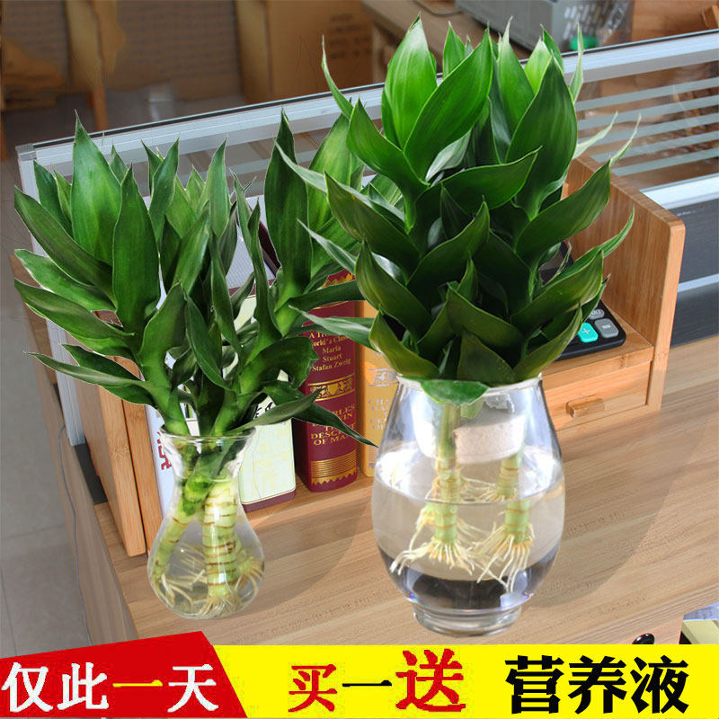 富贵竹水培植物观音竹室内盆栽花卉包邮办公室客厅水养盆景绿植