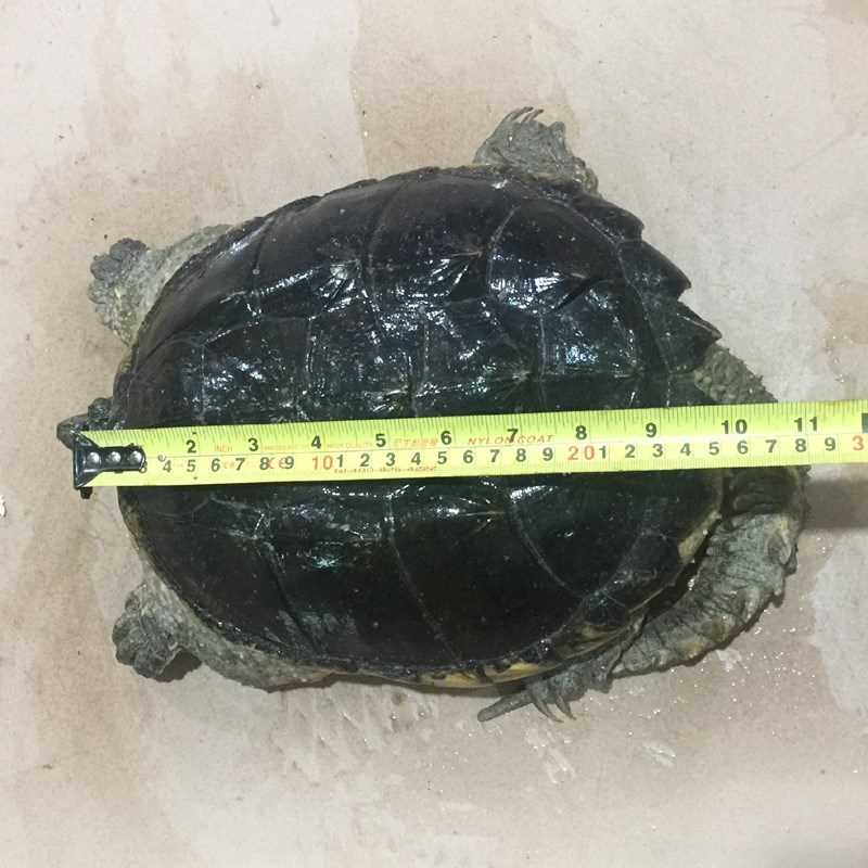 纯种外塘北美鳄龟繁殖种龟超大乌龟拟鳄龟活体养殖杂佛包免邮包活在类目 宠物/宠物食品及用品, 水族世界, 龟/鳖中 - 来自Buy2taobao.com提供专业的淘宝代购服务
