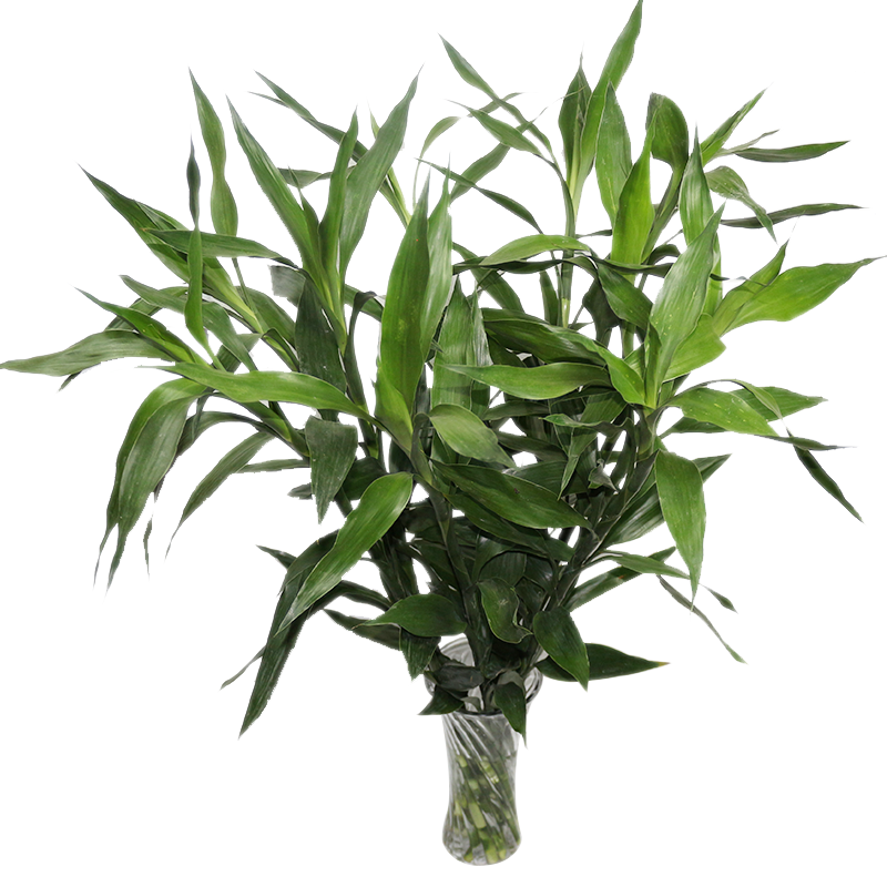 润樟鲜花富贵竹开运竹观音竹水培植物室内客厅年宵花盆栽在类目 鲜花速递/花卉仿真/绿植园艺, 鲜花速递(同城)中 - 来自Buy2taobao.com提供专业的淘宝代购服务