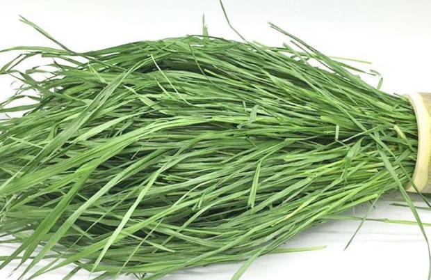 19年烘干小麦草嫩芽箱装毛重1000g 兔子龙猫豚鼠优质牧草干草饲料|ruв категории животное/Животное питание и принадлежностей, зайцеобразные и принадлежностей, сено - от Buy2taobao.com для оказания профессиональной услуги покупки агента Taobao