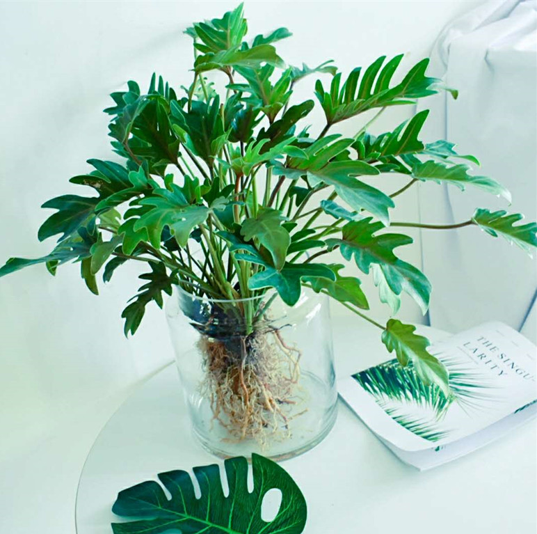 包邮小天使水培土培龙鳞桩室内观叶植物春羽蔓绿绒绿植盆栽吸甲醛在类目 鲜花速递/花卉仿真/绿植园艺, 花卉/绿植盆栽(新), 绿植中 - 来自Buy2taobao.com提供专业的淘宝代购服务