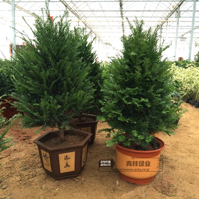 南方红豆杉树苗客厅办公室盆栽室内净化空气吸甲醛植物大型绿植