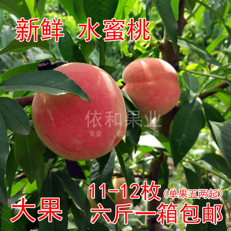 【6月20日前後發】陝西西安水密桃新鮮水果桃子甜脆桃壹箱6斤大果在類目 水產肉類/新鮮蔬果/熟食, 新鮮水果, 桃中 - 來自Buy2taobao.com提供專業的淘寶代購服務