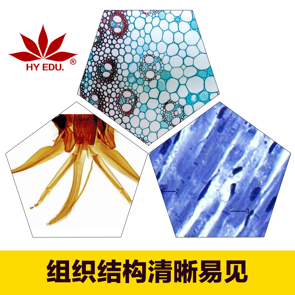 Direct selling Microscope Manufactor recommend Microscope Slides 91 Permanent Loading Cell Biology specimen sectionin the Toy/Childs/Puzzle/Building block/Model , Learning/Experiment/Painting stationery , Scientific experiments category - from Buy2taobao.com to provide professional Taobao agent buy service
