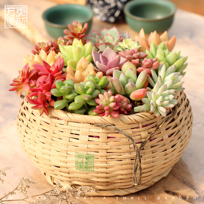 万象更新多肉植物组合盆栽新手多肉小盆景办公室内创意花卉植物