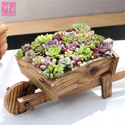 万象更新多肉植物盆栽新手套餐室内绿植花卉桃蛋肉肉植物