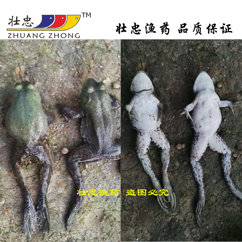 歐諾甯青蛙牛蛙石蛙林蛙虎紋蛙出血腸炎腹水多種疾病綜合處理劑在類目 畜牧/養殖物資, 飼料, 飼料添加劑中 - 來自Buy2taobao.com提供專業的淘寶代購服務