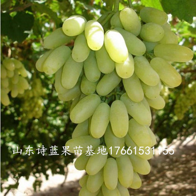 新疆马奶提子葡萄 无籽葡萄 青无籽葡萄 无籽青提苗 盆栽地栽