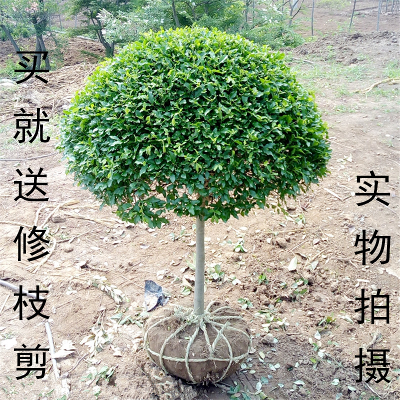 小叶女贞造型盆景树桩球形树苗庭院别墅绿化植物小区绿化苗木包邮在类目 鲜花速递/花卉仿真/绿植园艺, 花园植物/行道树/果树, 行道树/乔木中 - 来自Buy2taobao.com提供专业的淘宝代购服务