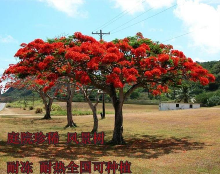种植庭院高档植物耐寒观赏树风景树园林室外珍贵凤凰树木火焰红植在类目 鲜花速递/花卉仿真/绿植园艺, 花园植物/行道树/果树, 行道树/乔木中 - 来自Buy2taobao.com提供专业的淘宝代购服务