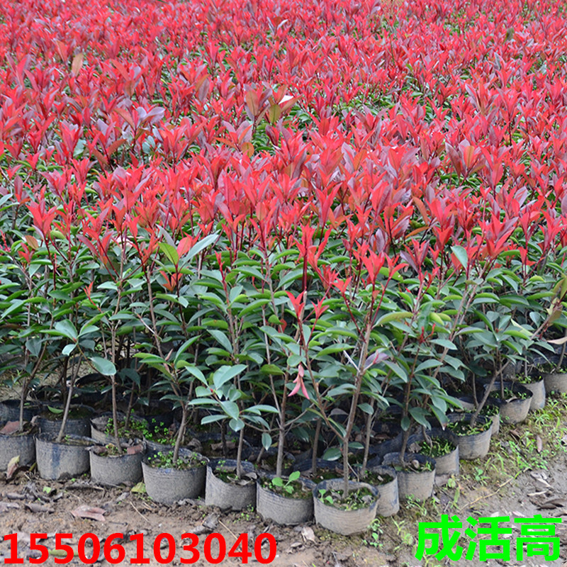 红叶石楠树苗 红叶石楠球形 红叶石楠小苗 红罗宾火焰红庭院包邮在类目 鲜花速递/花卉仿真/绿植园艺, 花园植物/行道树/果树, 观叶 /花灌木中 - 来自Buy2taobao.com提供专业的淘宝代购服务