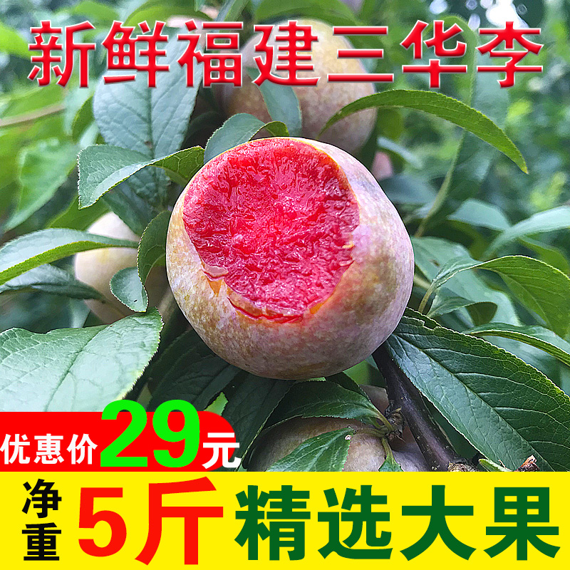 現摘三華李雙華芙蓉福建三明孕婦酸甜脆新鮮水果大果5斤紅心李子在類目 水產肉類/新鮮蔬果/熟食, 新鮮水果, 李子中 - 來自Buy2taobao.com提供專業的淘寶代購服務