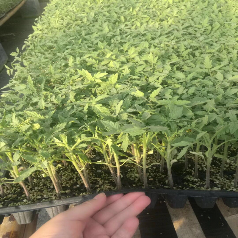 寿光优质番茄毛粉蔬菜西红柿大苗盆栽四季种籽春季秋冬季温室包邮在类目 鲜花速递/花卉仿真/绿植园艺, 花卉/蔬果/草坪种子(新), 家庭园艺种子中 - 来自Buy2taobao.com提供专业的淘宝代购服务