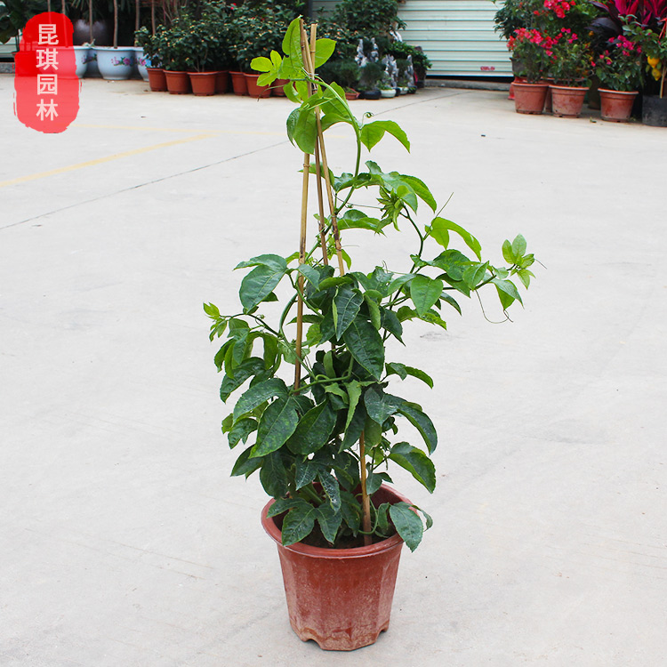 Passion fruit seedlings Climbing Potted plant Eggs, fruit Seedlings courtyard Xi Yang Botany Evergreen Then Result Shenzhenin the Flower delivery/Flowers simulation/Plants gardening , Flowers/Potted plants (New) , Plants category - from Buy2taobao.com to provide professional Taobao agent buy service