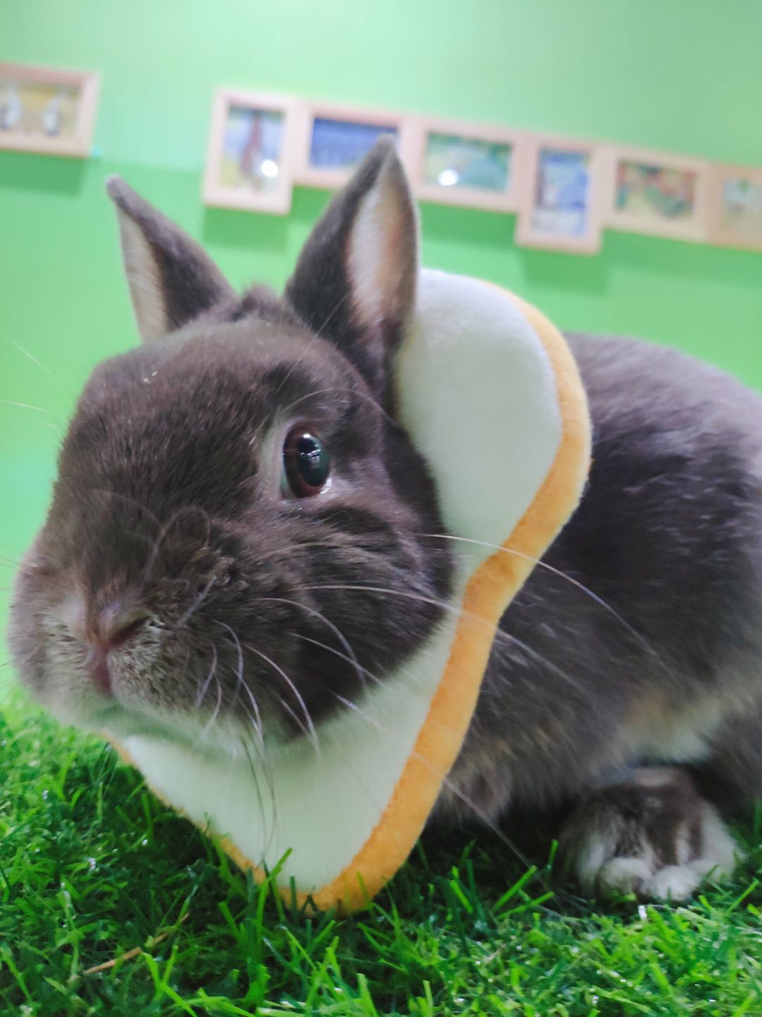Purebred pet rabbit Dwarf Dodge rabbit Bunny Beijing Maximum Physical store Years Old Depositin the Pet/Pet food and supplies , Rabbits and supplies , Rabbit category - from Buy2taobao.com to provide professional Taobao agent buy service