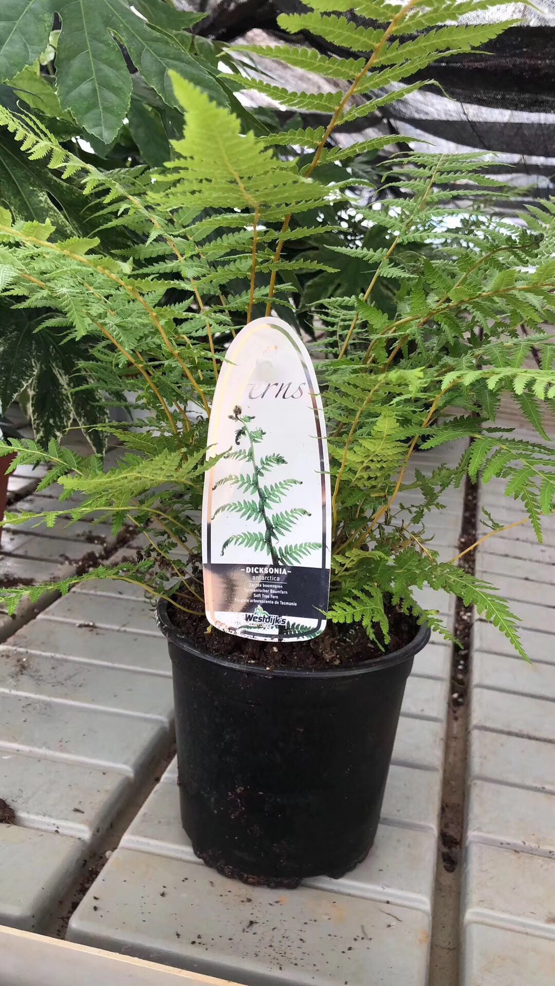 Gardening shop /Imported Potted Plants Dicksonia antarctica Dicksonia Antarctica Spot Netherlandsin the Flower delivery/Flowers simulation/Plants gardening , Flowers/Potted plants (New) , Plants category - from Buy2taobao.com to provide professional Taobao agent buy service