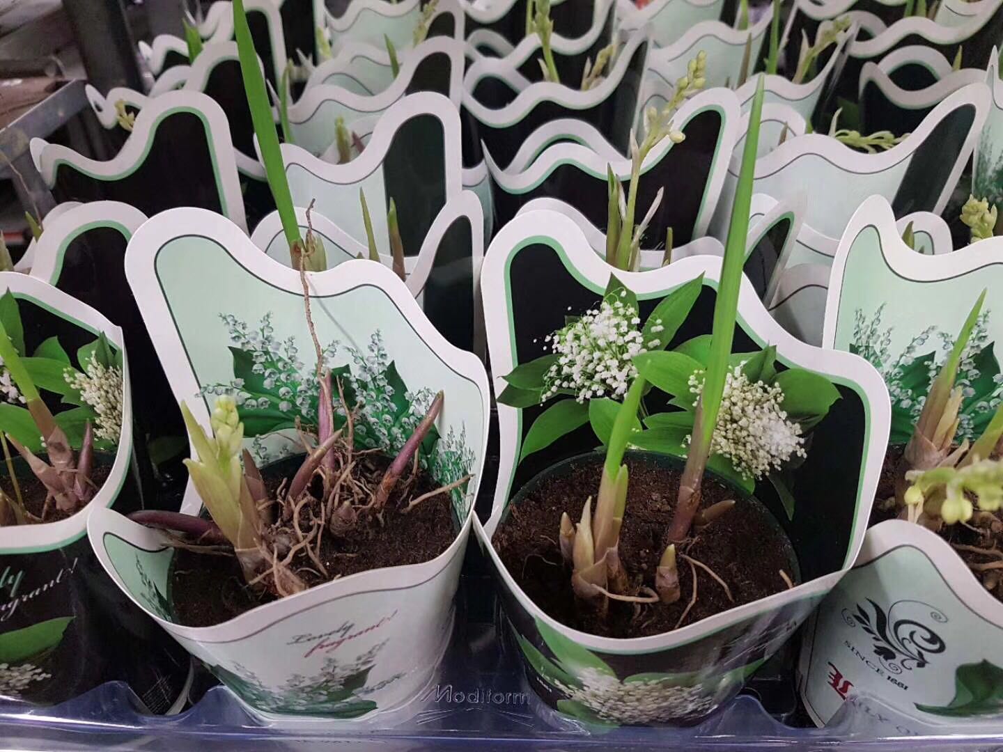 进口盆栽浓香小型种根铃兰花苗盆栽阳台室内芳香花卉当年开花铃兰在类目 鲜花速递/花卉仿真/绿植园艺, 花卉/绿植盆栽(新), 绿植中 - 来自Buy2taobao.com提供专业的淘宝代购服务