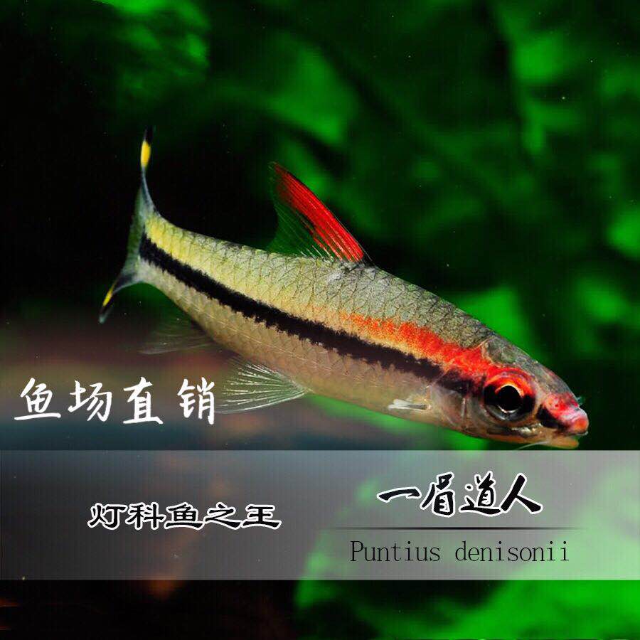 一眉道人红眉道人观赏鱼热带鱼草缸之王红绿灯鱼宠物水族活体包损|ruв категории животное/Животное питание и принадлежностей, аквариум мира, рыба - от Buy2taobao.com для оказания профессиональной услуги покупки агента Taobao