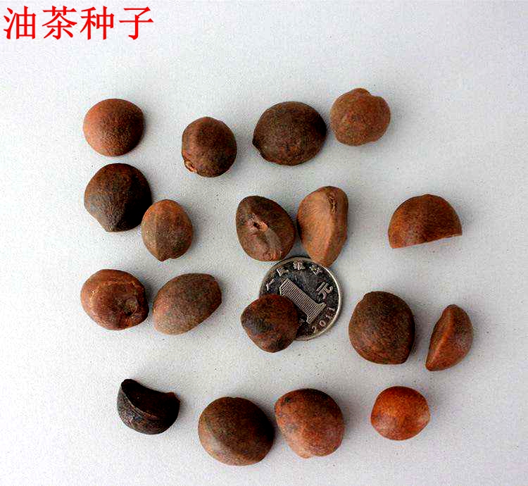 Camellia seeds Large fruit Camellia chekiang-oleosa seed Camellia oleifera Camellia Camellia Tea tree seed Camellia seeds of treesin the Flower delivery/Flowers simulation/Plants gardening , Flowers/Fruits and vegetables/Lawn seed (New) , Home & Garden Seeds category - from Buy2taobao.com to provide professional Taobao agent buy service