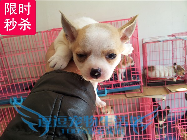 家養實拍 長不大袖珍迷妳茶杯犬吉娃娃幼犬 寵物狗活體 可視頻在類目 寵物/寵物食品及用品, 狗狗中 - 來自Buy2taobao.com提供專業的淘寶代購服務