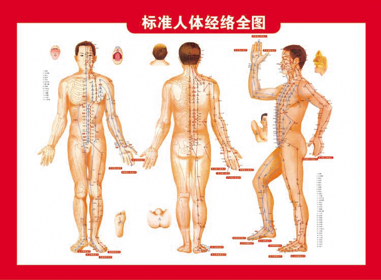 艾灸穴位图 标准人体经络全图常用病例施灸取穴参考表