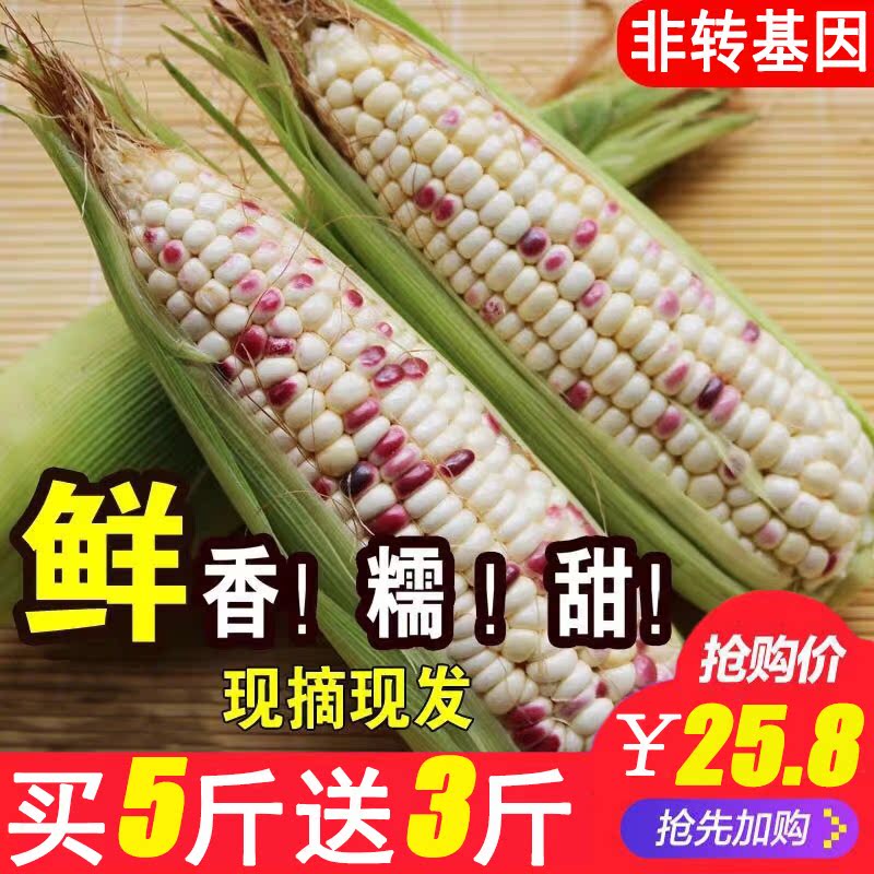 新鲜玉米农家现摘甜粘玉米花糯玉米包邮非转基因甜糯玉米棒8斤装在类目 水产肉类/新鲜蔬果/熟食, 新鲜蔬菜/蔬菜制品, 新鲜蔬菜, 新鲜玉米中 - 来自Buy2taobao.com提供专业的淘宝代购服务