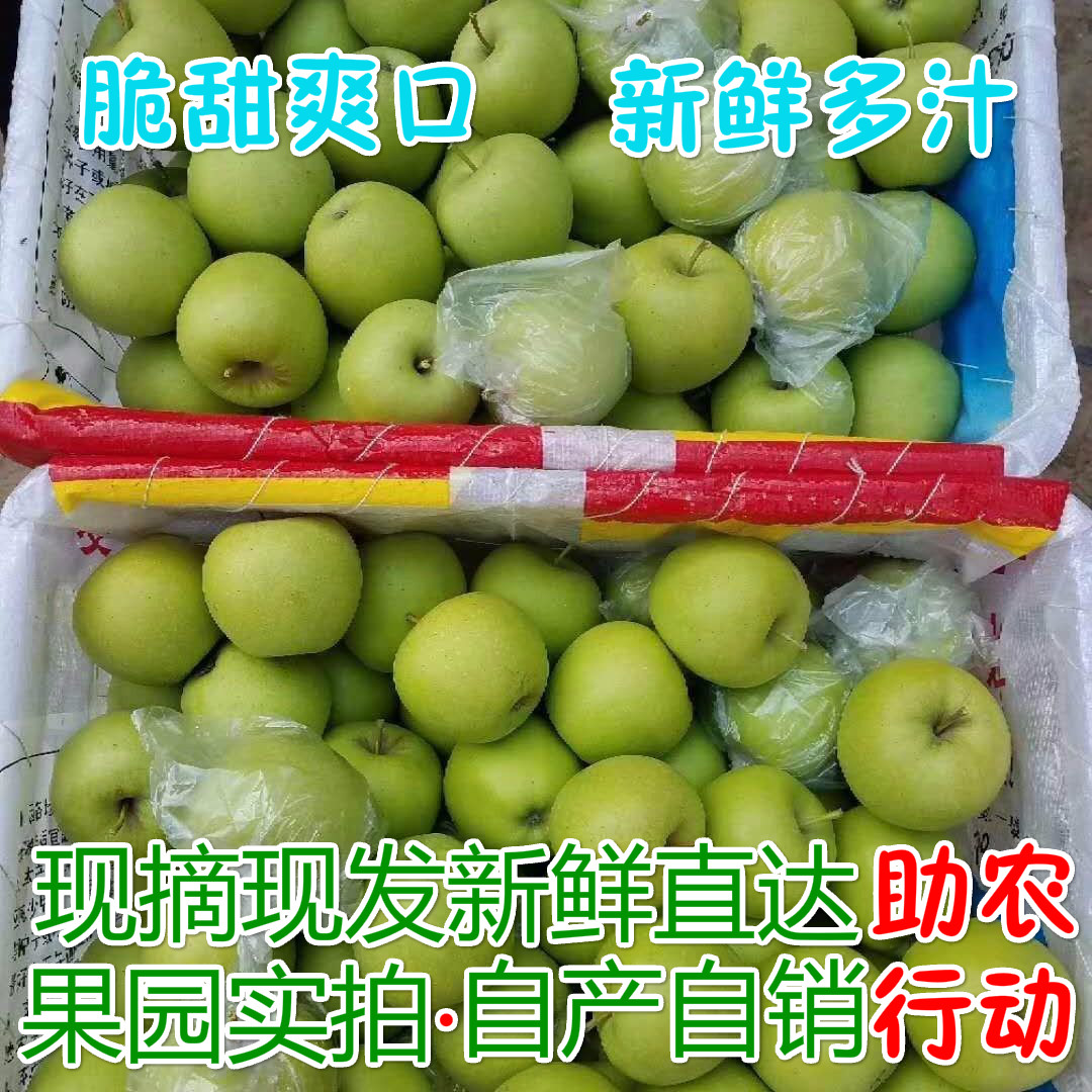 19年时令水果5斤装新鲜脆甜青苹果头茬 露天种植自然成熟酸甜爽口|msdalam kategori daging perikanan/Buah-buahan segar dan sayur-sayuran/dimasak, buah-buahan segar, Apple - dari Buy2taobao.com untuk memberikan perkhidmatan ejen Taobao profesional membeli