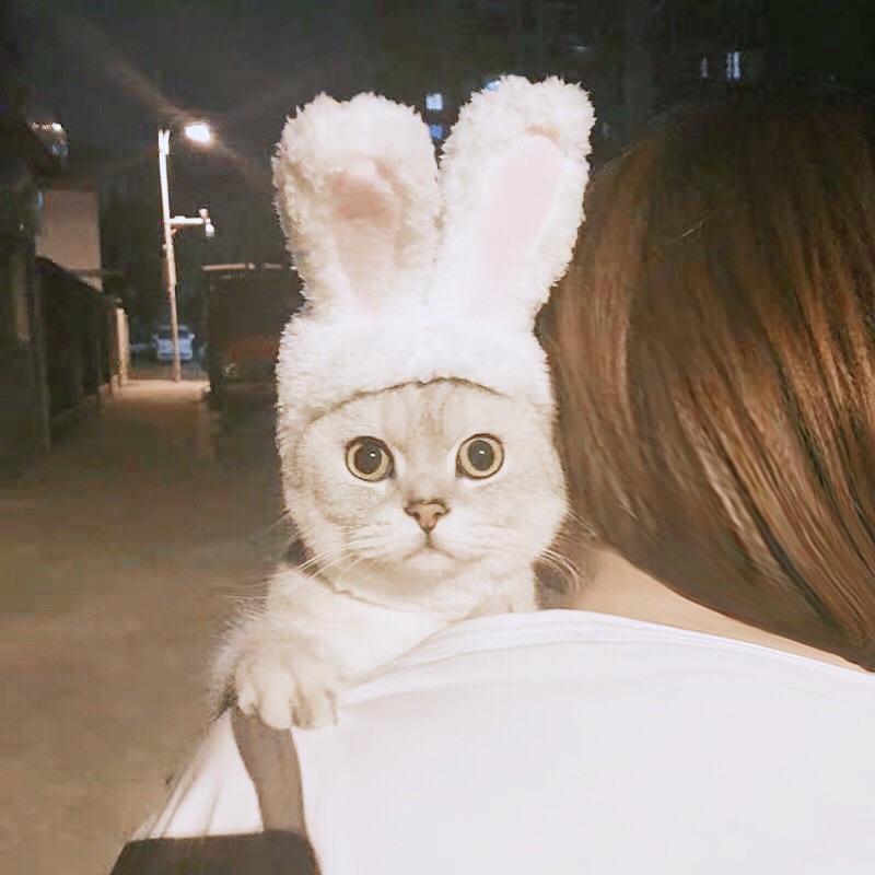 可爱兔子耳朵猫头套变身玩具装猫咪头饰狗狗头套宠物帽子泰迪耳朵在类目 宠物/宠物食品及用品, 宠物服饰及配件, 其它服饰配件中 - 来自Buy2taobao.com提供专业的淘宝代购服务