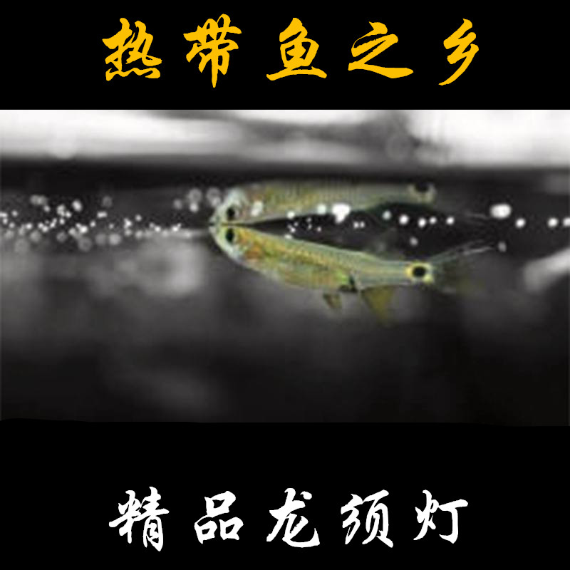 南美龙须灯鱼 除油膜工具鱼龙须凤眼灯科热带观赏草缸鱼在类目 宠物/宠物食品及用品, 水族世界, 鱼中 - 来自Buy2taobao.com提供专业的淘宝代购服务