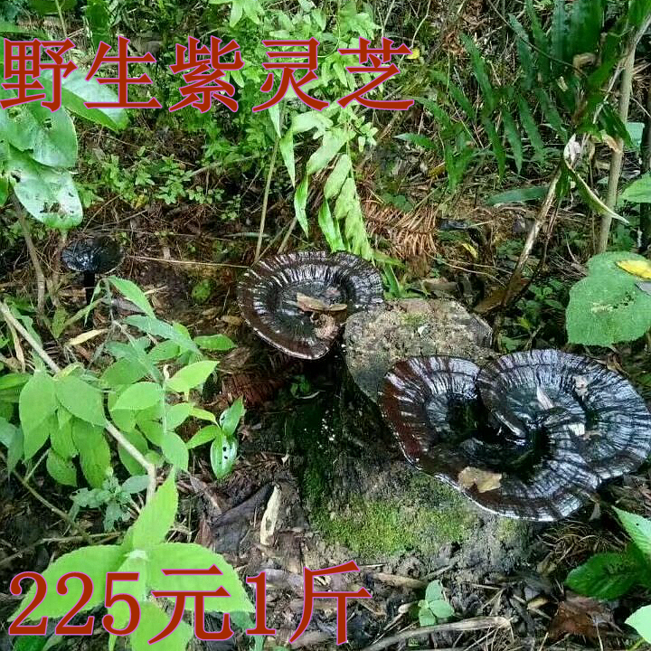 正宗野生紫灵芝500g整枝广西灵芝纯天然灵芝可切片黑特级野生灵芝在类目 传统滋补营养品, 灵芝, 整枝灵芝中 - 来自Buy2taobao.com提供专业的淘宝代购服务