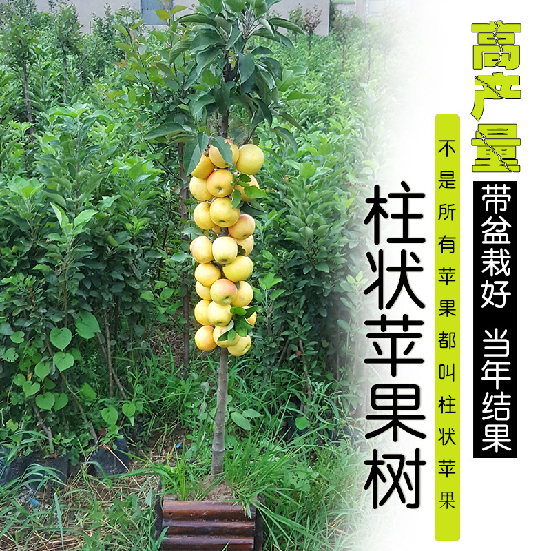 嫁接苹果树苗南方北方种植新品种红富士红肉苹