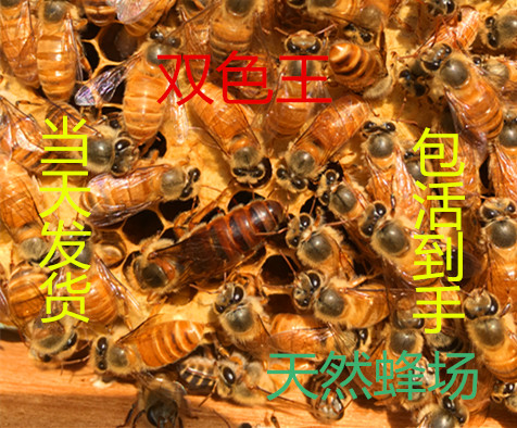breed Queen bee of Chinese bee high quality High yield honeybee living thing Spawning Double color Hybridization Mating Aba blackin the Pet/Pet food and supplies , Other pets , Other pets category - from Buy2taobao.com to provide professional Taobao agent buy service