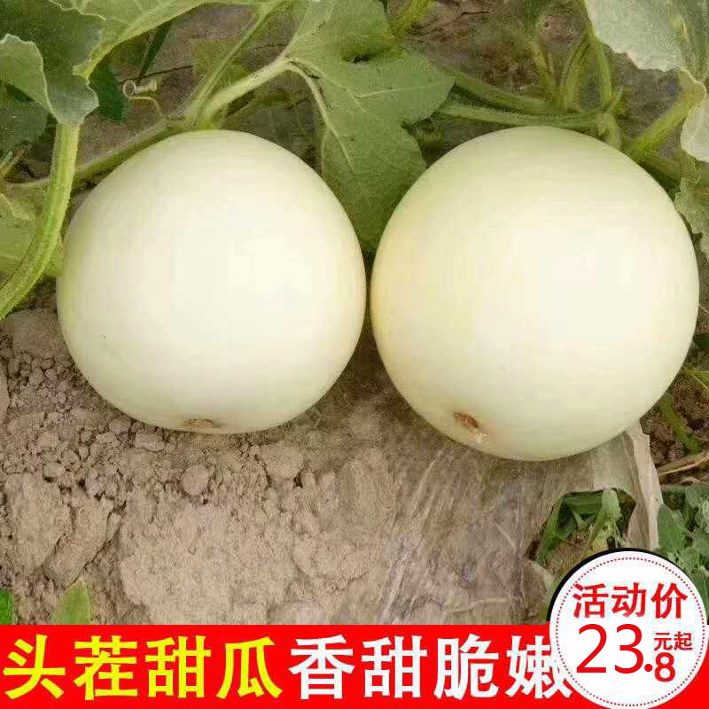 陝西閻良甜瓜5斤裝甜瓜非哈密瓜綠寶現貨裝在類目 水產肉類/新鮮蔬果/熟食, 新鮮蔬菜/蔬菜製品, 新鮮蔬菜, 其它中 - 來自Buy2taobao.com提供專業的淘寶代購服務