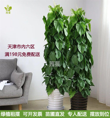 青苹果心叶藤杏叶藤大型盆栽绿植花卉天津苗圃同城配送办公绿化