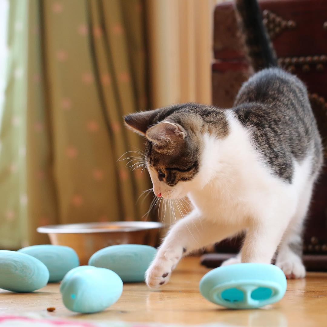 猫咪NoBowl觅食捕猎训练系统漏食球美国进口宠物猫智力玩具用品|ruв категории животное/Животное питание и принадлежностей, кошка/собака игрушка, питание мяч утечки - от Buy2taobao.com для оказания профессиональной услуги покупки агента Taobao