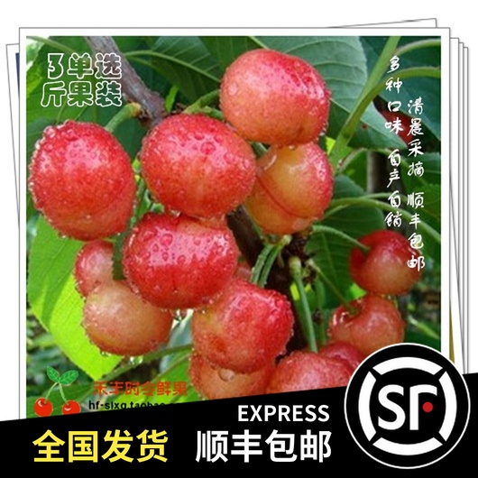 SF 3 19 Production fresh fruit Dalian Golden State Open air Cherry Cherryin the Aquatic meat/Fresh fruits and vegetables/Cooked , Fresh fruit , Cherries/Cherry category - from Buy2taobao.com to provide professional Taobao agent buy service