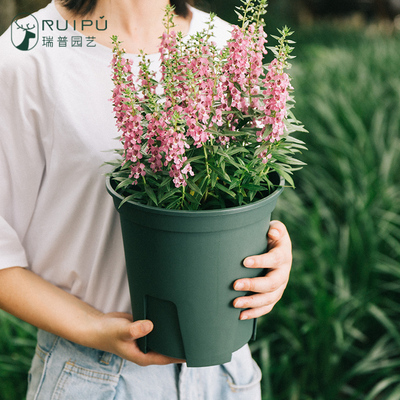 花盆特大号清仓塑料花盆绿萝花盆盆景兰花盆大口径懒人花盆青山盆