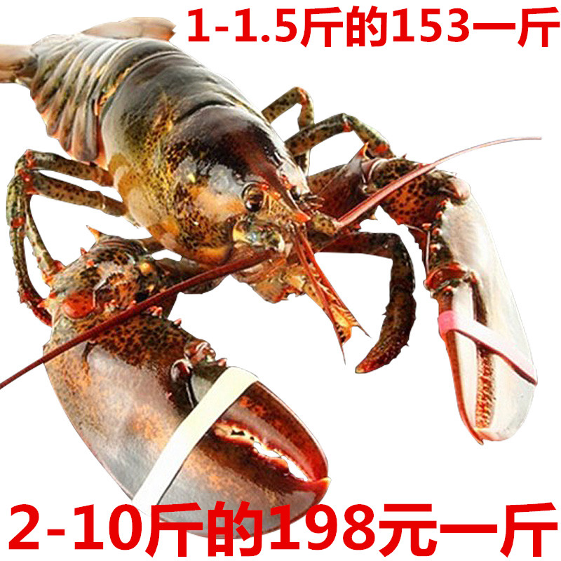 Special Offer Canada Imported fresh Fresh Boston Lobster Seafood Employer alive Fujian Provincein the Aquatic meat/Fresh fruits and vegetables/Cooked , Seafood/Aquatic/Product , Shrimp , Huoxia category - from Buy2taobao.com to provide professional Taobao agent buy service