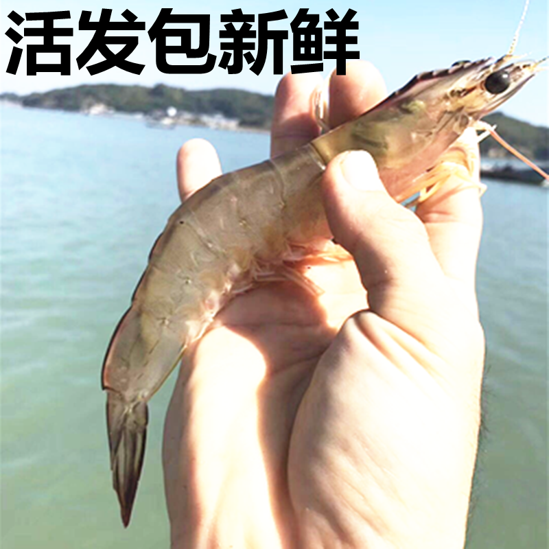 特价鲜虾海鲜机敏虾 东山大虾4斤装一盒对虾鲜虾冻虾基围虾福建省|msdalam kategori daging perikanan/Buah-buahan segar dan sayur-sayuran/dimasak, makanan laut/produk akuatik/produk, udang, udang beku - dari Buy2taobao.com untuk memberikan perkhidmatan ejen Taobao profesional membeli