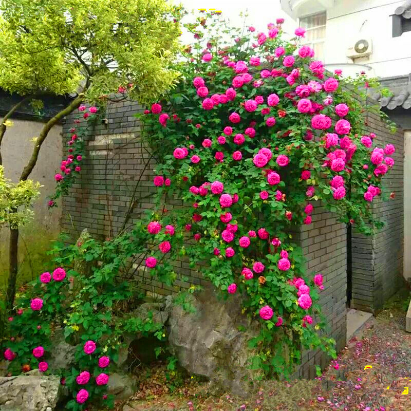 藤本月季花苗大花浓香四季庭院阳台爬藤花卉植物蔷薇欧月带花耐寒|msdalam kategori penghantaran bunga/bunga simulasi/tumbuhan berkebun, bunga/Tumbuh-tumbuhan tumbuh-tumbuhan pasu (baru), bunga - dari Buy2taobao.com untuk memberikan perkhidmatan ejen Taobao profesional membeli