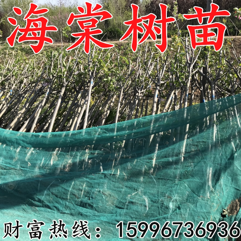 海棠树苗垂丝北美高杆西府海棠庭院风景观小花苗绿化苗木占地拆迁|ruв категории доставка цветов/цветок моделирования/растения садоводства, садовое растение/даосское дерево/фруктовых деревьев, даосское дерево/дерево - от Buy2taobao.com для оказания профессиональной услуги покупки агента Taobao