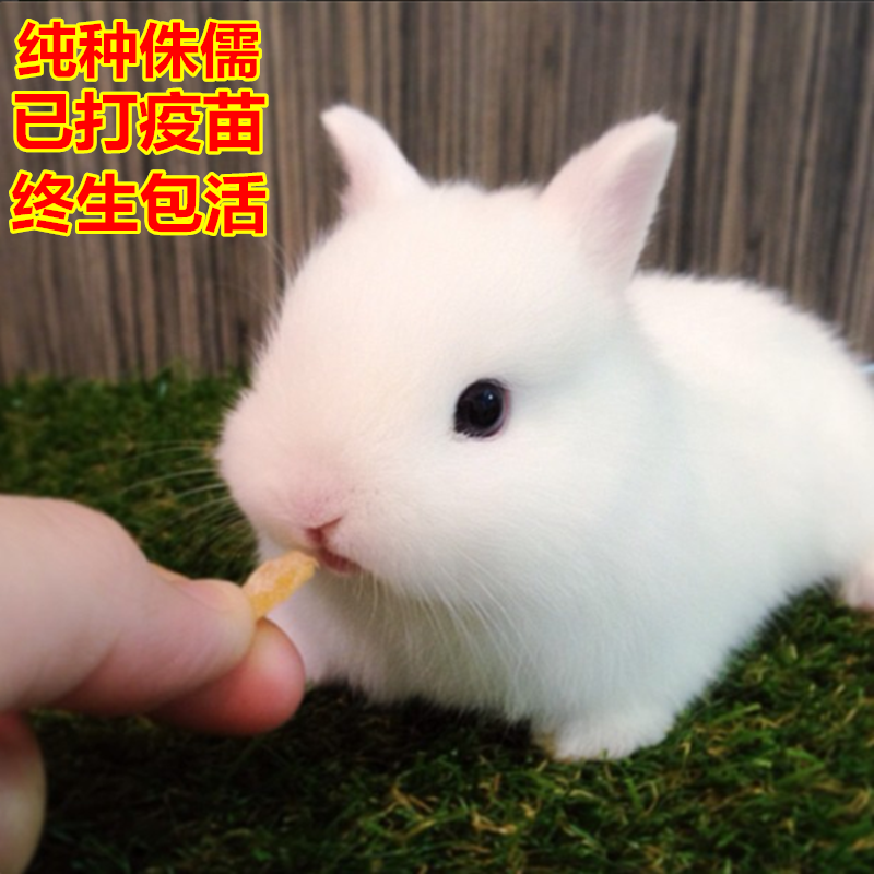 包邮兔子活体垂耳兔纯种迷你侏儒兔活体凤眼西施兔茶杯兔长不大|msdalam kategori haiwan peliharaan/makanan haiwan dan bekalan, Arnab dan bekalan, arnab - dari Buy2taobao.com untuk memberikan perkhidmatan ejen Taobao profesional membeli