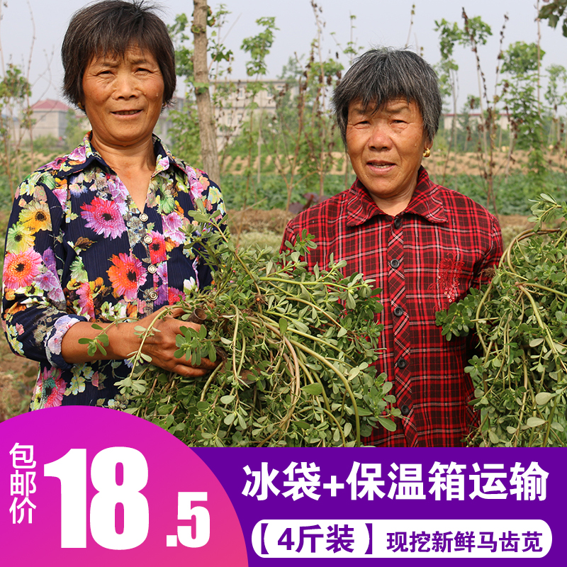 现挖4斤马齿苋菜 新鲜 野生 马齿苋新鲜 野菜蔬菜 长寿菜五行草|ruв категории водной мясо/свежие фрукты и овощи/еда, свежие овощи/овощной продукции, свежие овощи, другие - от Buy2taobao.com для оказания профессиональной услуги покупки агента Taobao