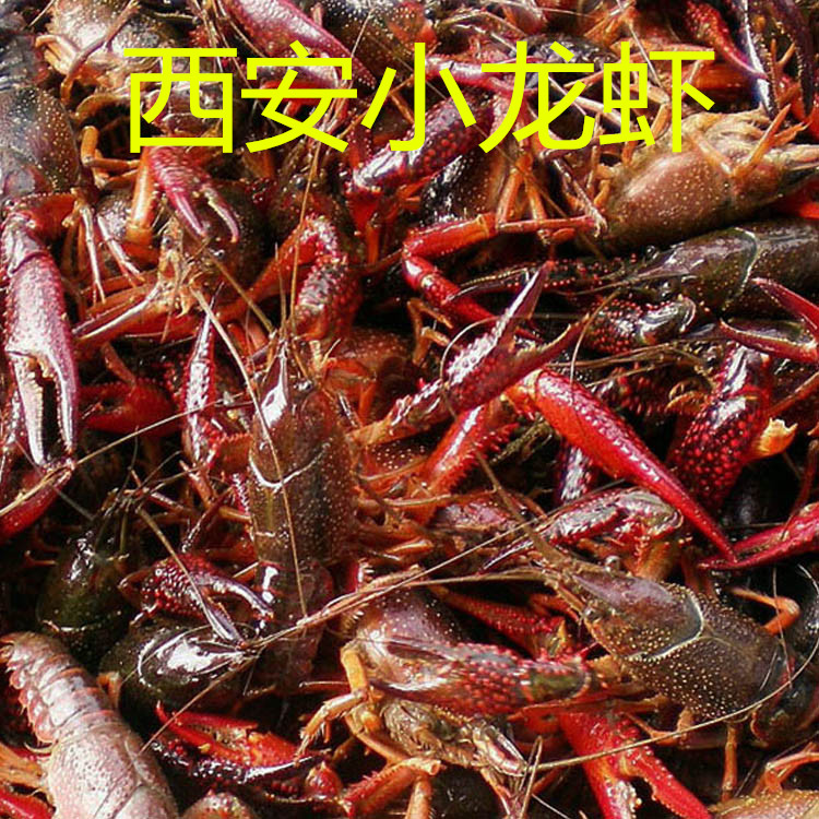 野生清水西安小龙虾20只一斤 十三香麻辣小龙虾生猛鲜活500g闪送|ruв категории водной мясо/свежие фрукты и овощи/еда, морепродукты/водные продукты/изделия, креветки, креветки изделия - от Buy2taobao.com для оказания профессиональной услуги покупки агента Taobao