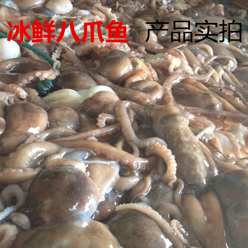 西安海鮮新八爪魚水産鮮活冷凍八抓魚網紅大爆頭迷妳小章魚八帶魚在類目 水產肉類/新鮮蔬果/熟食, 海鮮/水產品/製品, 章魚, 冷凍章魚中 - 來自Buy2taobao.com提供專業的淘寶代購服務
