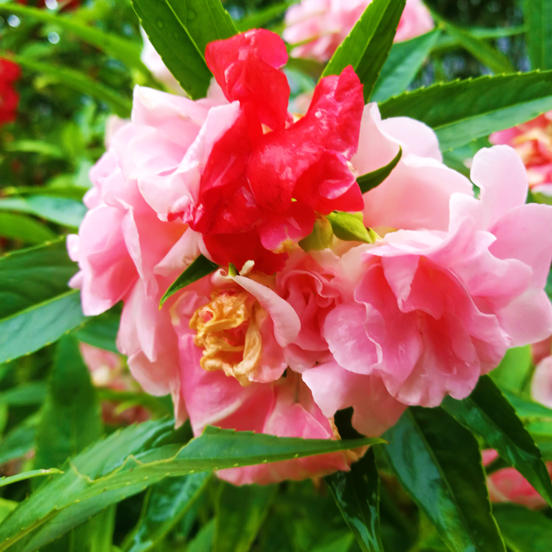 重瓣凤仙花种子四季开花七彩学生指甲花种籽子室内盆栽植物草套装在类目 鲜花速递/花卉仿真/绿植园艺, 花卉/蔬果/草坪种子(新), 家庭园艺种子中 - 来自Buy2taobao.com提供专业的淘宝代购服务