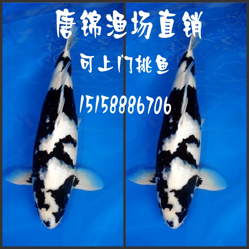 观赏鱼日本纯种白写锦鲤鱼苗精选黑白锦鲤活体包活包邮冷水鱼|msdalam kategori haiwan peliharaan/makanan haiwan dan bekalan, Aquarium World, ikan - dari Buy2taobao.com untuk memberikan perkhidmatan ejen Taobao profesional membeli