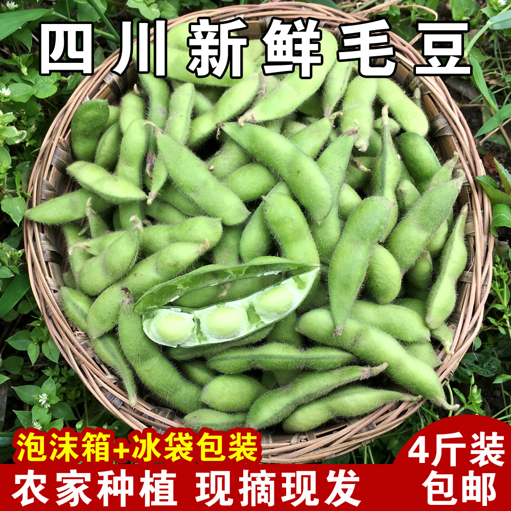現摘四川新鮮毛豆帶殼 農家自種綠毛豆角青毛豆生毛豆莢應季蔬菜在類目 水產肉類/新鮮蔬果/熟食, 新鮮蔬菜/蔬菜製品, 新鮮蔬菜, 其它中 - 來自Buy2taobao.com提供專業的淘寶代購服務