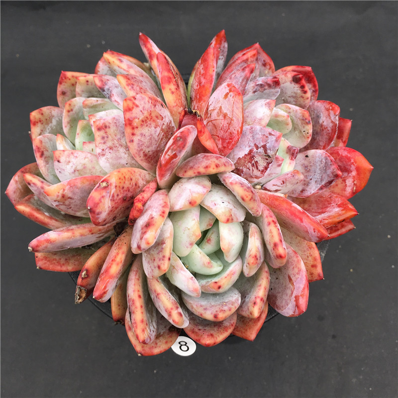 Tan Gerine Succulent plants the republic of korea Imported Laozhuang Boutique to work in an office Potted plant state One thing at a time is fullin the Flower delivery/Flowers simulation/Plants gardening , Flowers/Potted plants (New) , Succulents category - from Buy2taobao.com to provide professional Taobao agent buy service